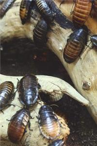 The Cockroach Journal - Step on It After You Write in It
