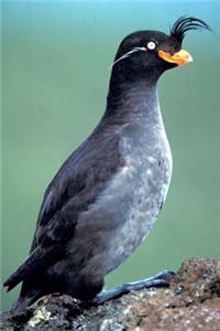 Crested Auklet Bird Journal
