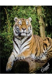 Animal Notebook Collection