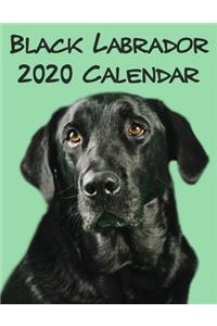 Black Labradors Calendar 2020