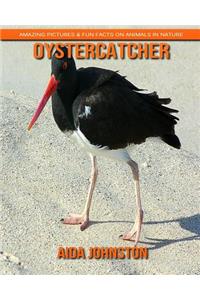 Oystercatcher: Amazing Pictures & Fun Facts on Animals in Nature