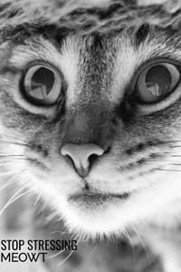 Stop Stressing Meowt