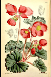 Flower Fables Annotated