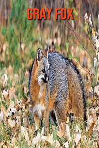 Gray Fox: Amazing Facts about Gray Fox