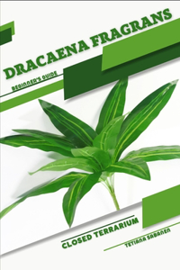 Dracaena fragrans