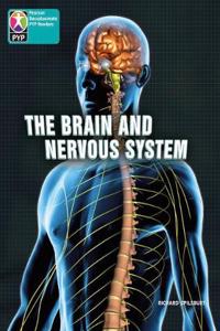 PYP L10 Brain and Nervous System single