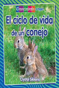 Ciclo de Vida de Un Conejo (the Life Cycle of a Rabbit)