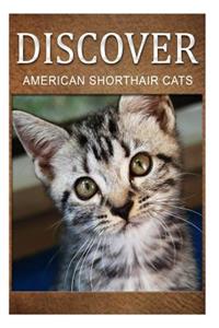 American Shorthair Cats - Discover