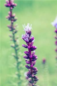 Liatris Spicata Dense Blazing Star Flowering Plant Journal