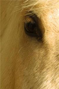 Journal White Horse Closeup Equine