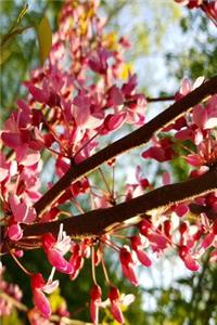 Beautiful Nature Journal Springtime