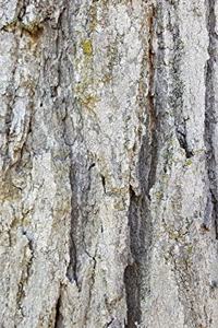 2020 Daily Planner Old Oak Tree Rough Bark Photo 388 Pages