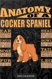 Anatomy Of A Cocker Spaniel