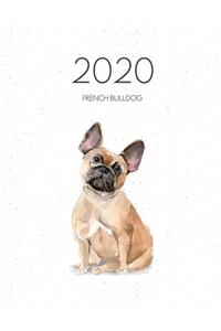 2020 French Bulldog