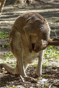 Kangaroo Checking on the Joey in Her Pouch Journal