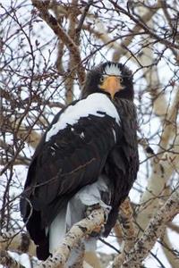 Magnificent Steller's Sea Eagle Bird of Prey Journal