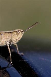 Cricket Notebook