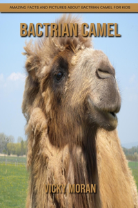 Bactrian camel