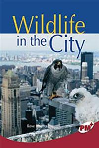 Wildlife in the City