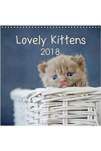 Lovely Kittens 2018 2018