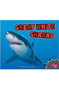 Great White Sharks