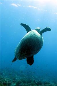 Swimming Sea Turtle Journal