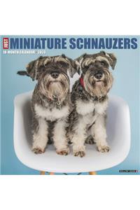 Just Miniature Schnauzers 2020 Wall Calendar (Dog Breed Calendar)