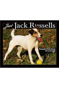 Just Jack Russells