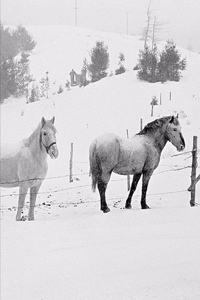 2020 Weekly Planner Winter Theme Horses In Winter 134 Pages