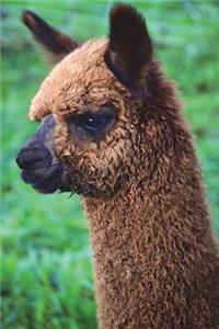 Funny Looking Alpaca journal