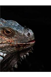 Iguana Lizard Reptile Herpetology Animal Notebook