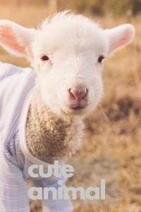 Cute Animal