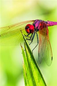 Dragonfly on a Blade of Grass Journal