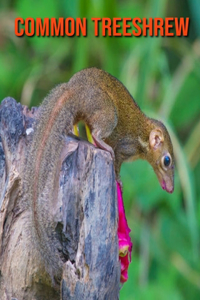 Common Treeshrew