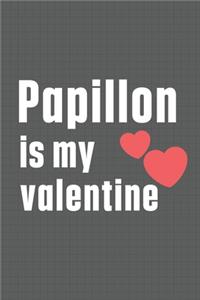 Papillon is my valentine