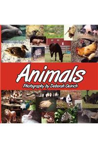 Animals