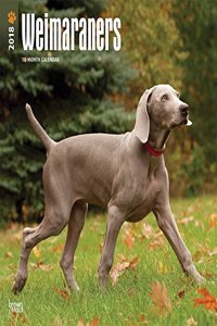 2018 Weimaraners Wall Calendar