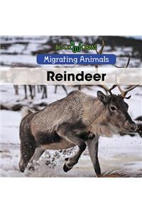 Reindeer