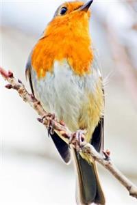 Mind Blowing Robin Journal