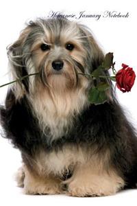 Havanese January Notebook Havanese Record, Log, Diary, Special Memories, To Do List, Academic Notepad, Scrapbook & More