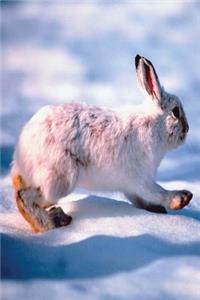 Journal White Hare Runs Through Winter Snow