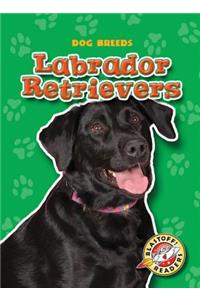 Labrador Retrievers