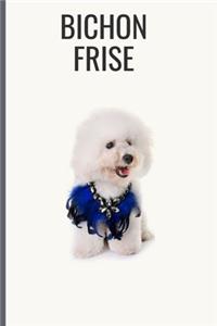 Bichon Frise