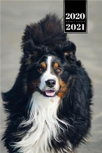 Bernese Mountain Dog Calendar Week Planner 2020 / 2021 - Running at Beach
