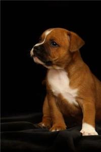 Bull Terrier Puppy Dog Black Background Journal