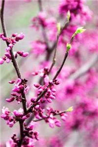 Touch of Spring - Lined Notebook with Margins