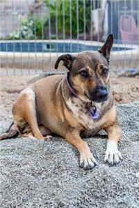 The Australian Kelpie Dog Journal