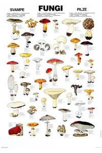 Fungi