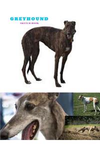 Greyhound Sketch Book