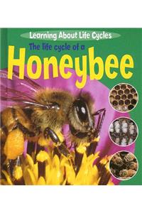 The Life Cycle of a Honeybee